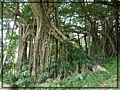 2-22 10-20-41-步道旁的白榕.JPG
